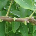 Juglans nigra rameau